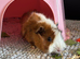 Two female guinea pigs for rehome