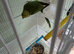 Ringneck bird
