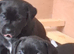 Staffyx labrador puppies for sale