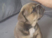 English Bulldog Puppies