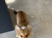 6 month old puppy