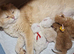 Pedigree kittens