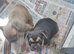 2 male french bulldog