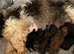 Stunning Shih Tzu x poodle puppies for sale