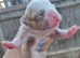 Old Tyme English bulldog puppies