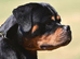 TRULY BRUTAL ROTTWEILER FEMALE FOR SALE