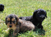 Fluffy Cockapoo X Cavapoo puppies