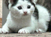 Kittens for sale