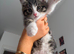 2 beautiful kittens for sale