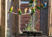 Lovebirds large selection birds
