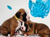 Gorgeous KC Reg Boxer Puppies
