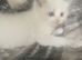Rare lilac bicolour ragdolls