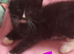 3 gorgeous ragdoll kittens