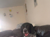 He is mainly American Coonhound, German Shorthaired Pointer and Springer Spaniel