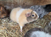 Young guinea pigs looking for new homes