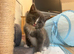 Mitted Ragdoll Cross Kittens - Medium/Long Coated