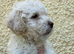 F1B cavapoo puppies