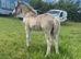 Beautiful registered wpcs grey mare with cob foal at foot