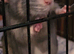 2 friendly rats
