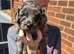 Cockapoo f1b puppys