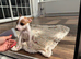 Jack Russel boy puppy dash