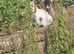 2 pygmy wethers 5mth old