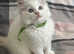 Gorgeous ragdoll kittens