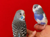 Super silly hand tamed baby budgies for sale