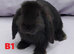 Cute French x Mini Lop Males Ready to Go. Must Read Pls!