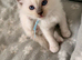GCCF rare Lilac ragdolls