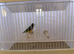 Gouldian Finch Cock Bird For Sale (BH, PB, GB)