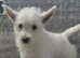 Beautiful west highland terrier pups