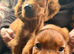 TWO BOYS AVAILABLE