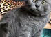 Blue BSH British shorthair kittens