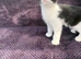 Kittens for sale