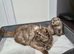 Scottish fold female