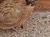 Quail Roo x2