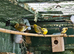 Budgies