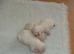 Stunning little Maltese girl puppy