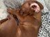 Mini Dachshund