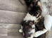 adorable kitten &pound;150