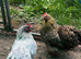 2 pekin bantam hens