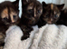 Adorable British Shorthair. Delivery available Now!