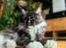 Maine Coon kittens