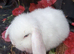 Mini lop babies