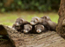 Ferret kits