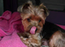 Adorable Yorkshire Terrier puppies.