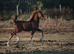Quality Welsh Section C filly