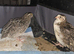 2 Japanese quail