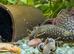Brown BN Pleco